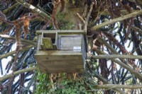 Owl nesting box No 2266 (suitable for tawny or barn owls), fixed to female Araucaria araucana at Libanus Chapel, Waunclunda. Box in very good condition for its age.

Three Victorian Araucaria araucana are in the burial ground beside the chapel.  