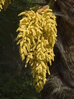 Trachycarpus fortunei - Chusan Palm flowers