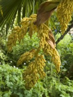 Trachycarpus fortunei - Chusan Palm flowers