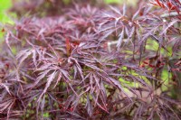 Acer palmatum 'Nigrum' Japanese Maple