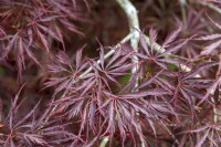 Acer palmatum 'Nigrum' Japanese Maple