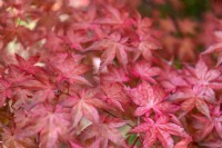 Acer palmatum 'Beni Maiko' Japanese Maple