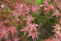 Acer palmatum 'Beni Maiko' Japanese Maple