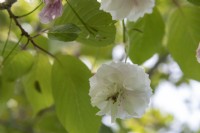 Prunus serrulata 'Shirofugen' Japanese flowering cherry