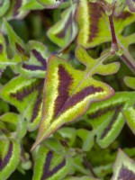 Persicaria runcinata 'Purple Fantasy' growing in border May Spring
