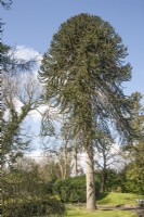 Mature, male  Araucaria araucana syn. monkey puzzle, Chilean pine, planted in early 20th century on outskirts of Llandovery town.