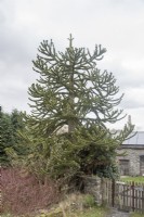 Fruiting male Araucaria araucana syn. monkey puzzle, Chilean pine growing at altitude 315m, amongst the highest in Wales.

The young tree 'topped' to prevent further growth in height.
