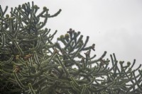 Canopy of monoecious, fruiting Araucaria araucana syn. monkey puzzle. The tree has both male and female fruits on it. 

Only c.1% of the species is monoecious, bearing both female and male seed-cones.