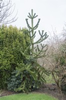 Immature Araucaria araucana planted in 1979 in private garden.