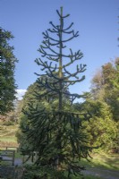 Young Araucaria araucana syn. monkey puzzle, Chilean pine. Planted in Snowdonia, next to the stump of a fallen, Victorian specimen as a replacement tree. 

Robin.
