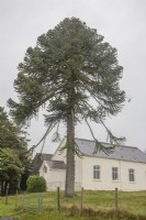Male, fruiting Araucaria araucana syn. monkey puzzle, Chile Pine  outside Bethania Welsh Independent Chapel at Rhosaman, Carmarthenshire. 

Measured 2021: 
girth 261cm; diameter 83cm; ht [est.] 24m. 