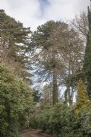 Mature, fruiting, Victorian,  male Araucaria araucana syn. A. imbricata, Chile pine, Chilean pine in garden of former Vicarage, built in 1860, in the Brecon Beacons [Bannau Brycheiniog]. Driveway. 