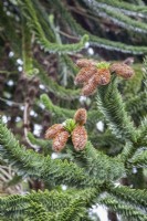 Male catkins or seed-pods of Araucaria araucana syn. monkey puzzle, Chilean pine.