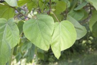 Leaves of Paulownia tomentosa syn. foxglove tree, empress tree, princess tree. Summer. August.