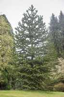 An immature Araucaria araucana syn. Araucaria imbricata, Monkey Puzzle, Chilean pine, planted in private garden in early 21st century, having been imported from Italy. 