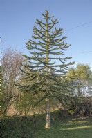 Immature Araucaria araucana, planted in private garden around 2000, beside trunk road in west-Wales at approximately 200m. altitude.