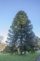 Mature, fruiting Araucaria araucana syn. monkey puzzle, Chilean pine. Probably planted in mid-20th century in private garden in west-Wales.