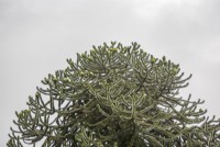 Tree canopy. Young, yellowish-green, seed cones in canopy of fruiting Araucaria araucana syn. monkey puzzle, Chilean pine. 