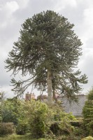 Mature, fruiting, female Araucaria araucana syn. monkey puzzle, Chilean pine in the garden of property in centre of Llanboidy. 

Historic, Victorian tree, possibly planted c. 1870. 