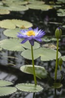 Nymphaea 'Kew's stowaway blues' water lily