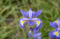 Iris cycloglossa - Afghani Iris