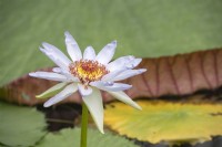 Nymphaea 'Kew's Kabuki' water lily