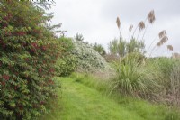 Hardy, flowering shrubs beside grass path. Fuchsia magellanica. Cortaderia selloana syn. pampas grass.