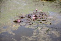 Nymphaea flowering in wild-life pond. Plant portrait.