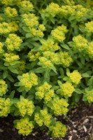 Euphorbia epithymoides 'Golden Fusion' in early May.