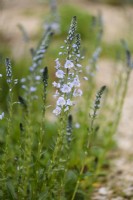 Veronica gentianoides in early May