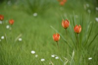 Tulipa orphanidea Whittallii Group in grass in early May