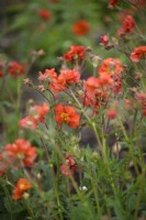 Geum 'Scarlet Tempest' in early May