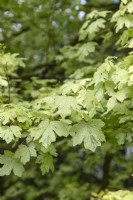 Acer campestre 'Pulverulentum' field maple