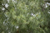 Pinus ayacahuite, Mexican white pine