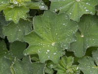 Alchemilla mollis Ladies mantle with rain drops  Spring May