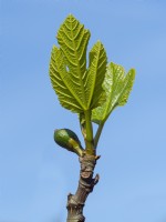 Fig Ficus carica new leaves and fruit in Spring