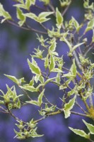 Cornus kousa 'Samaritan' - Japanese dogwood leaves in spring