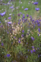 Naturalistic planting combination with Centauria, Lavender and Briza media - Quaking Grass - Summer.