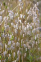 Briza media syn. Briza media f. microstachya - Common quaking grass.