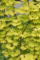 Acer shirasawanum 'Jordan' - Japanese Maple