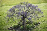 Standard wisteria in May