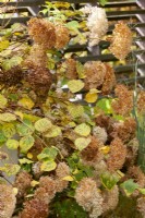 Hydrangea arborescens in the autumn, autumn October