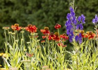 Impression with Helenium and Aconitum, summer July