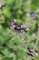 Geranium phaeum 'Mourning widow' with bee