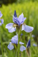 Iris sibirica 'Perry's blue'