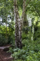 The Stroll Garden at Morton Hall Gardens with Betula pendula and white digitalis.