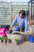 Woman filling metal basin with ericaceous compost