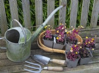 Trug with Oxalis Plum Crazy in flower ready for planting out May Spring