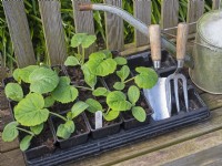 Curcurbita  seedlings in tray with hand tools  Spring May