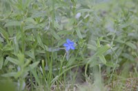Glandora diffusa 'Heavenly Blue' syn. Lithodora diffusa, Lithospermum, gromwell. Plant portraits. August. Summer.